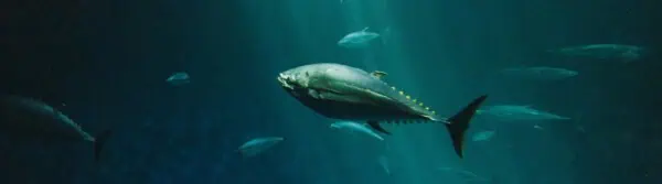 World Tuna Day