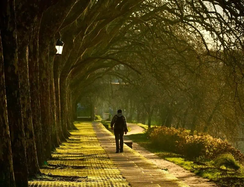 man walking in park pathway with tree arches