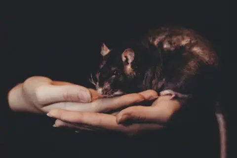 World Rat Day