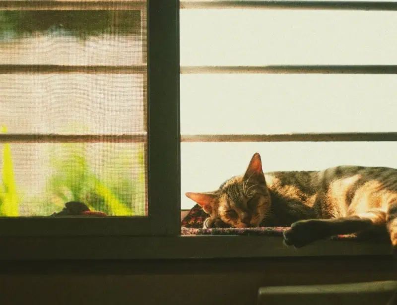 cat sleeping on window sill