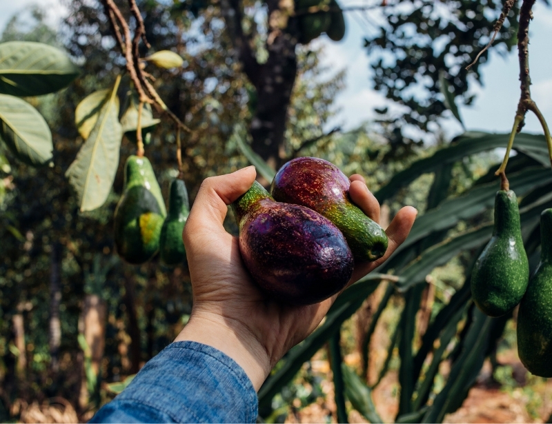 hand grabbing two ripe avocados from tree daytime