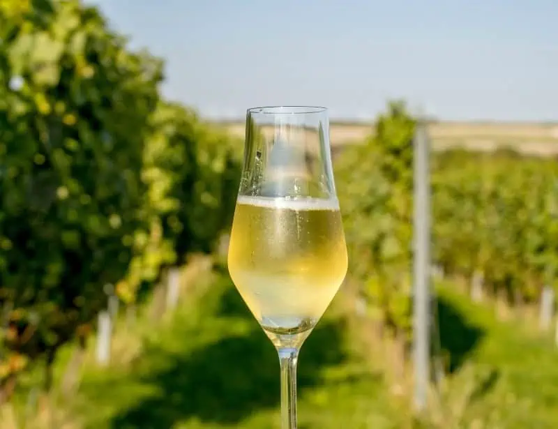 white wine flute glass in grape vineyard daylight