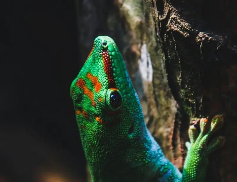 bright blue green with orange spots iguana climbing a branch