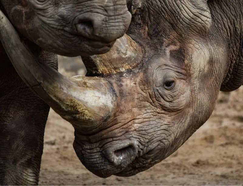 closeup baby rhino near mother