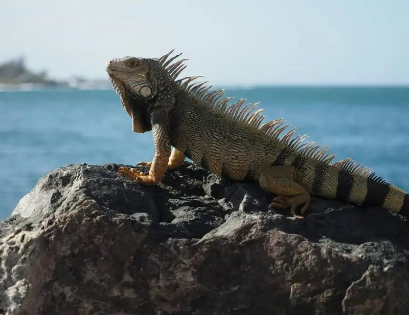 marine iguana on top of rock with ocean background