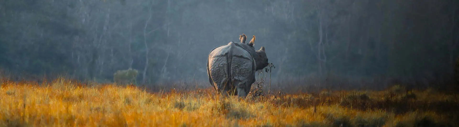 Save the Rhino Day: Join the Fight for Their Survival