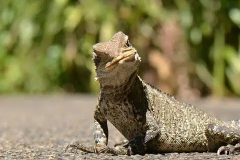 World Lizard Day