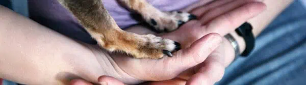 ASPCA Giving Day