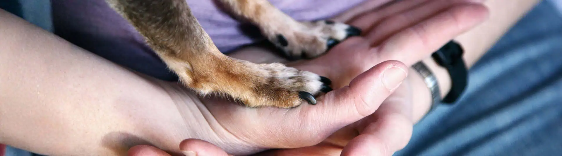 ASPCA Giving Day: America's First Animal Welfare Celebration