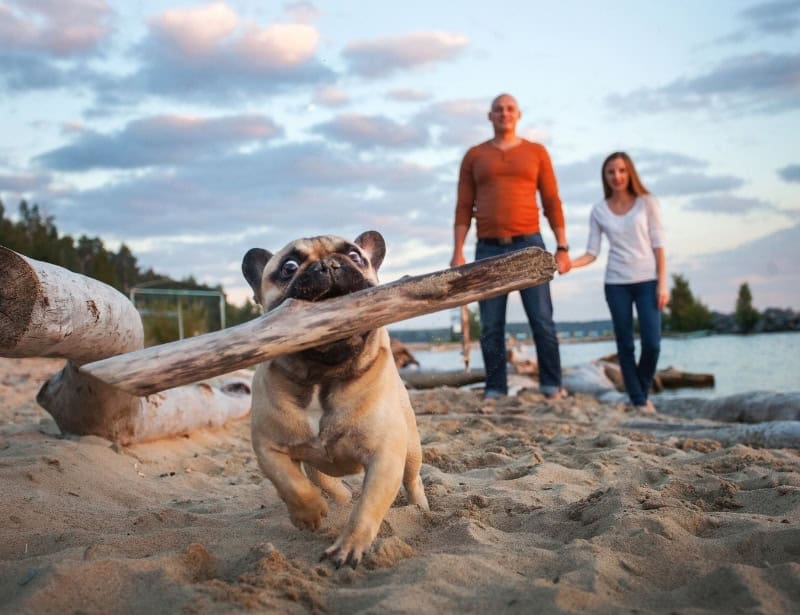 pug running while carrying stick by mouth by the beach couple owner at the back