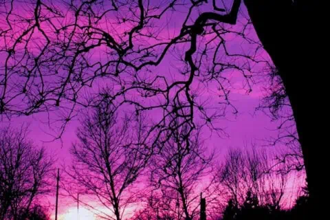 Purple Day