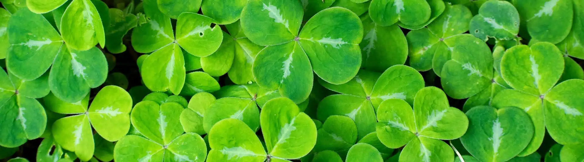 St. Patrick's Day: Origins Of Ireland's Beloved Holiday