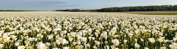 International Conscientious Objectors Day