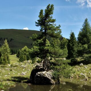A new study reveals how ancient trees alter roles over centuries, favoring survival and ecosystem support over growth. Their unique adaptations harbor diverse life forms like lichens, reminding us of our duty to protect these age-old forests. (https://buff.ly/49U7gEV)
.
.
.
.
.
.
.
.
.
.
.

#trvst #biodiversity #bethechange #environment #thinkgreen #nature #conservation 

📷 Photo by Frank Eiffert on Unsplash